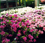 We Grow Our Own Flowers