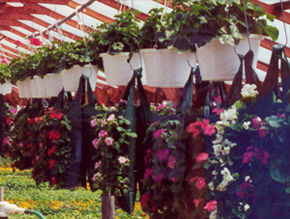 Hanging Baskets